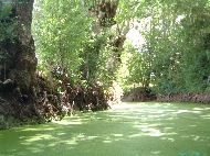 Marais Poitevin - La Venise Verte