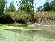 Marais Poitevin - La Venise Verte