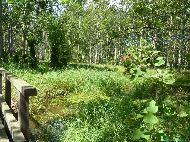 FriedWald Dessau-Wörlitz