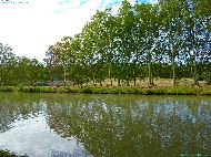 Canal du Midi - Abattage des platanes malades du chancre coloré