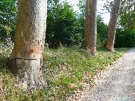 Canal du Midi - Abattage des platanes malades du chancre coloré