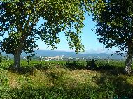 Canal du Midi - Azille au loin - Le Minervois en arrière plan