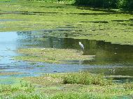 La Meuse à la sortie de Neufchâteau