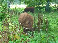 Hoogvliet - Ruigeplaatbos