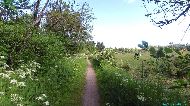 Tornby Klitplantage