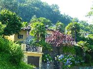 Collina d'Oro